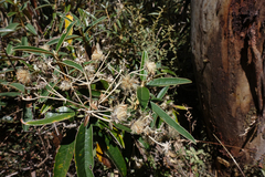 Olearia alpicola