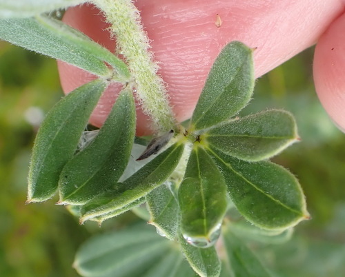 Image of Indigofera hispida by (c) Nicola van Berkel, some rights reserved (CC BY-SA)