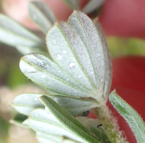Furry Indigo (Indigofera hispida)
