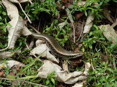 Oligosoma kokowai