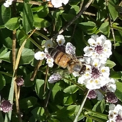 Apis mellifera