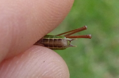 Conocephalus bilineatus