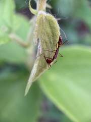 Anochetus