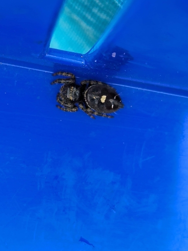 Bold Jumping Spider photographed in New Hampshire