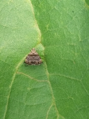 Brenthia formosensis