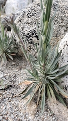 Boechera californica