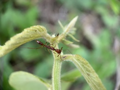 Anochetus