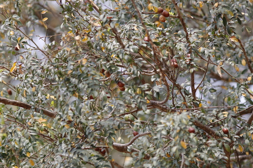 Image of Xanthocercis zambesiaca by (c) Karen Eichholz, some rights reserved (CC BY)
