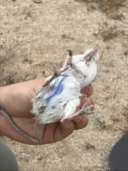 Dipodomys merriami