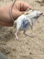 Dipodomys merriami