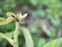 Anochetus