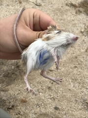 Dipodomys merriami