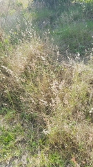 Melinis repens image