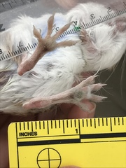 Dipodomys merriami