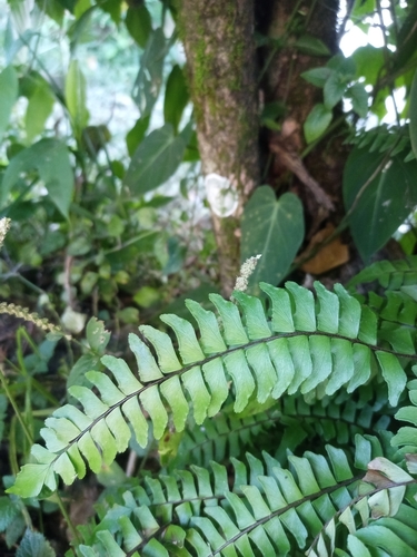 Adiantum villosum image