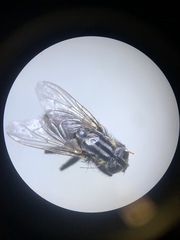 Oxysarcodexia varia
