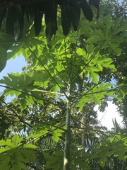 Carica papaya image