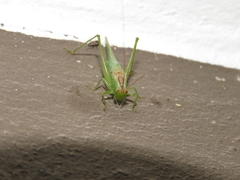 Conocephalus longipes