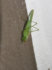 Conocephalus longipes