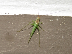 Conocephalus longipes
