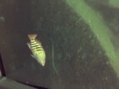 Hypoplectrodes huntii