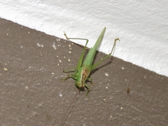 Conocephalus longipes