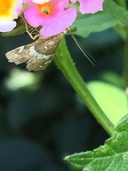Hymeniini