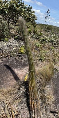 Arrojadoa luetzelburgii (Arrojadoa luetzelburgii)