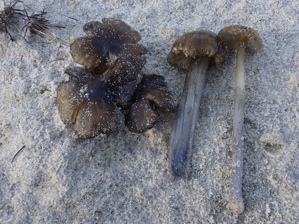 Hygrocybe olivaceonigra