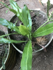 Eryngium foetidum image