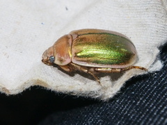 Mimela specularis
