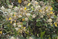 Brachyglottis rotundifolia rotundifolia