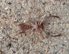 Ammotrechidae
