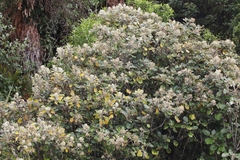 Brachyglottis rotundifolia rotundifolia