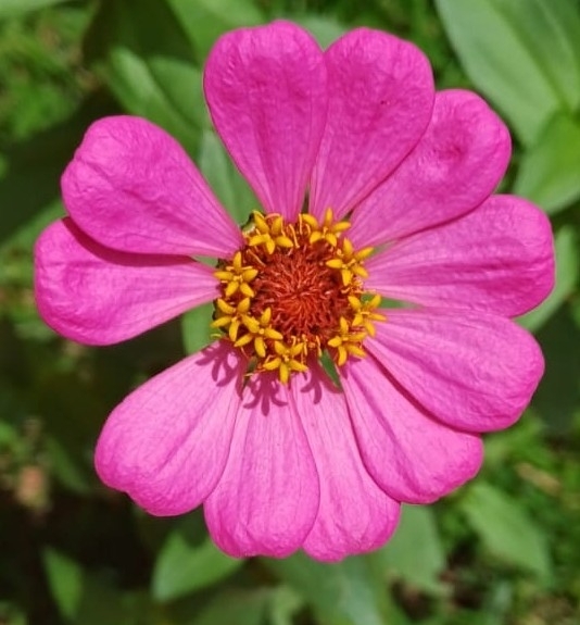 Zinnia elegans