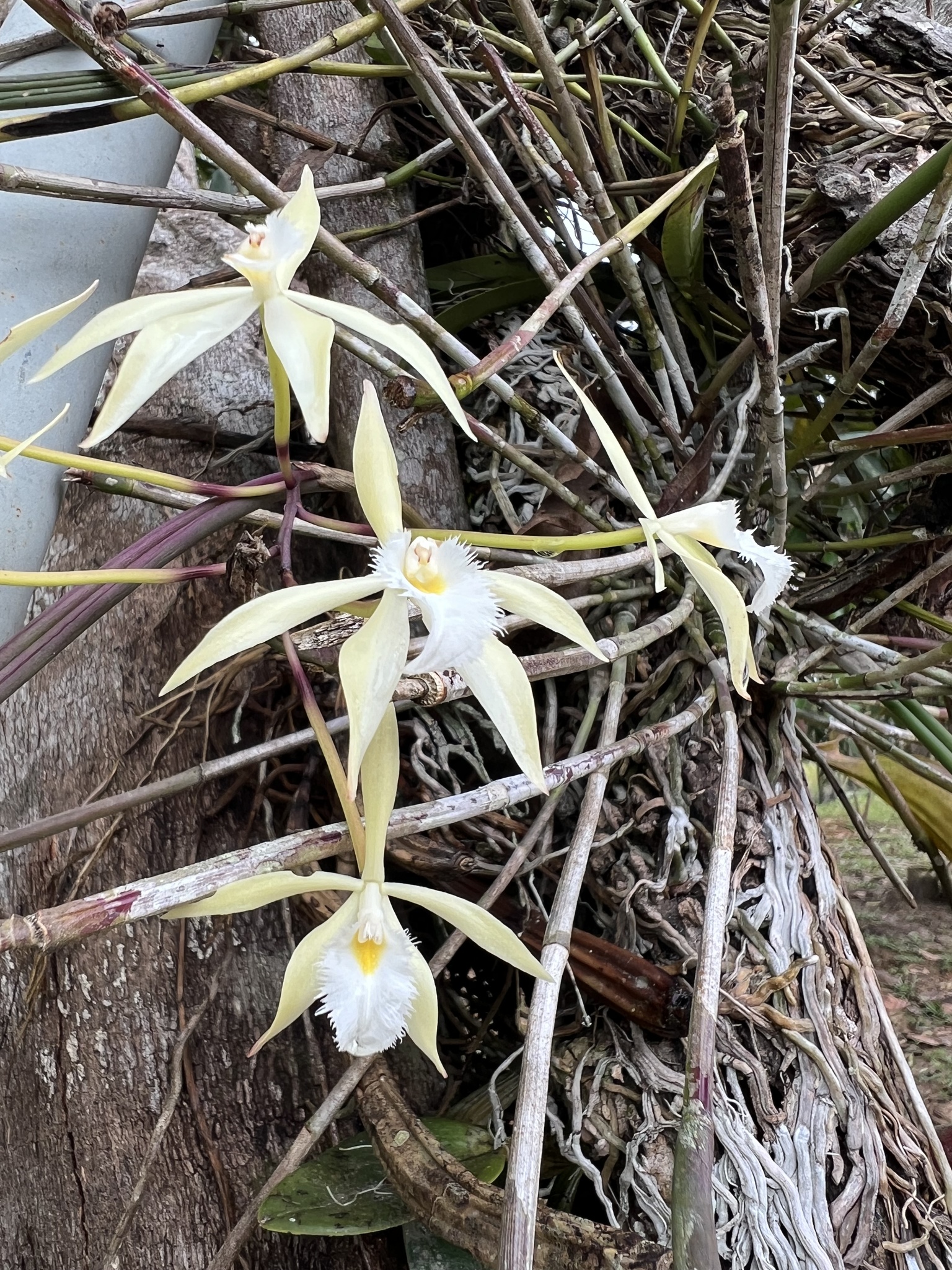 Brassavola martiana Lindl. 3