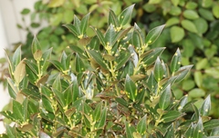 Anoplaspis metrosideri