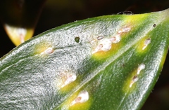 Anoplaspis metrosideri