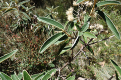 Olearia alpicola