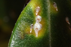 Anoplaspis metrosideri