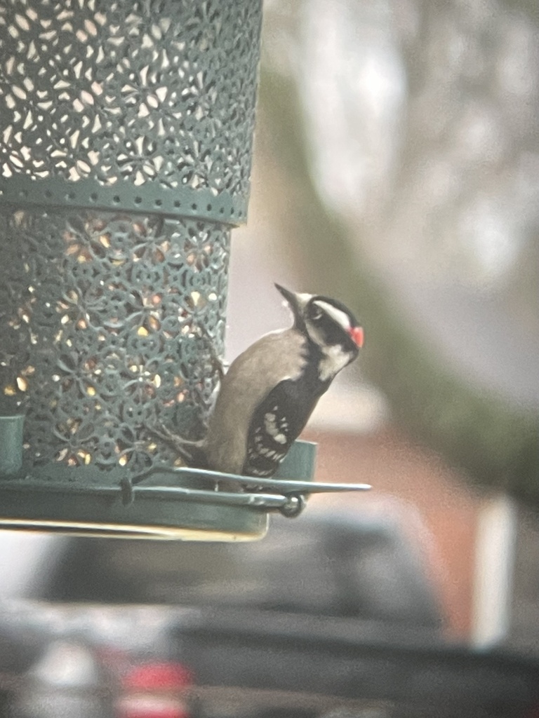 Downy Woodpecker from Sherrill Blvd, Murfreesboro, TN, US on December 9