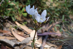 Gentianella muelleriana muelleriana