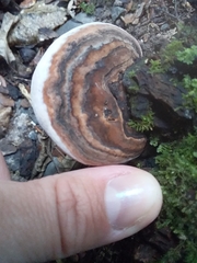 Fomitopsis hemitephra