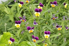 Viola × wittrockiana