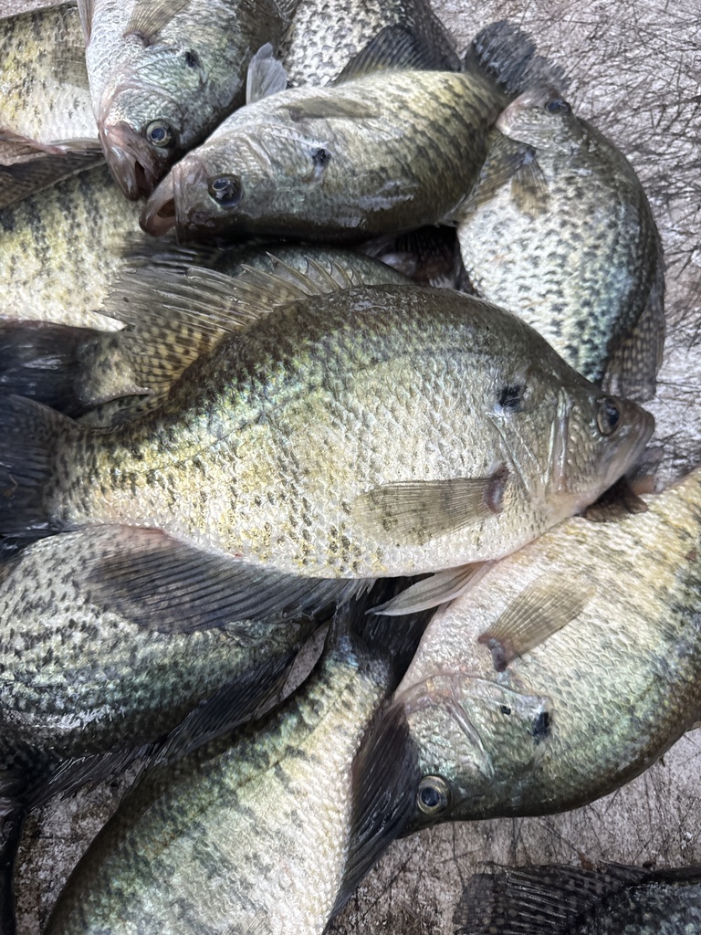 White Crappie from E Main St, Nacogdoches, TX, US on December 5, 2023 ...