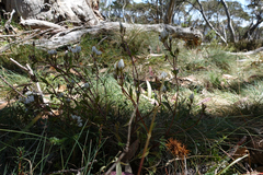 Gentianella muelleriana muelleriana