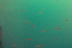 Forsterygion maryannae
