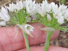 Allium fraseri