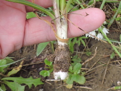 Allium fraseri