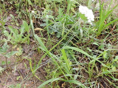 Allium fraseri